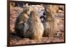 Baboon family, Botswana, Africa-Karen Deakin-Framed Photographic Print