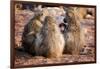 Baboon family, Botswana, Africa-Karen Deakin-Framed Photographic Print