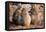 Baboon family, Botswana, Africa-Karen Deakin-Framed Stretched Canvas