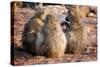 Baboon family, Botswana, Africa-Karen Deakin-Stretched Canvas