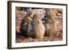 Baboon family, Botswana, Africa-Karen Deakin-Framed Photographic Print