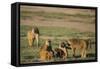 Baboon Family-DLILLC-Framed Stretched Canvas