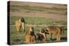 Baboon Family-DLILLC-Stretched Canvas