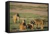 Baboon Family-DLILLC-Framed Stretched Canvas