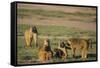 Baboon Family-DLILLC-Framed Stretched Canvas