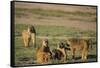 Baboon Family-DLILLC-Framed Stretched Canvas