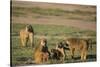 Baboon Family-DLILLC-Stretched Canvas