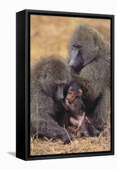 Baboon Family-DLILLC-Framed Stretched Canvas