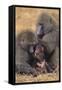 Baboon Family-DLILLC-Framed Stretched Canvas