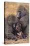 Baboon Family-DLILLC-Stretched Canvas