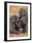 Baboon Family-DLILLC-Framed Photographic Print