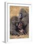 Baboon Family-DLILLC-Framed Photographic Print