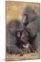 Baboon Family-DLILLC-Mounted Photographic Print