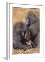 Baboon Family-DLILLC-Framed Photographic Print