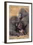 Baboon Family-DLILLC-Framed Photographic Print