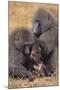 Baboon Family-DLILLC-Mounted Photographic Print
