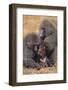 Baboon Family-DLILLC-Framed Photographic Print