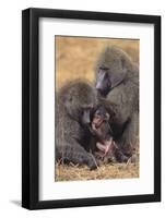 Baboon Family-DLILLC-Framed Photographic Print