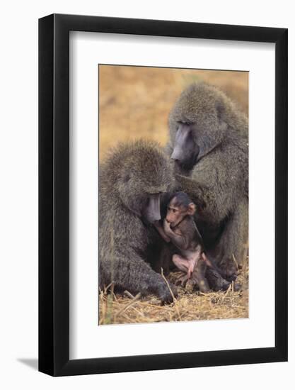 Baboon Family-DLILLC-Framed Photographic Print