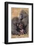 Baboon Family-DLILLC-Framed Photographic Print