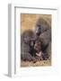 Baboon Family-DLILLC-Framed Photographic Print