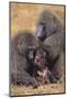 Baboon Family-DLILLC-Mounted Photographic Print