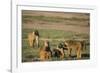 Baboon Family-DLILLC-Framed Photographic Print