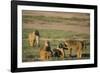 Baboon Family-DLILLC-Framed Photographic Print