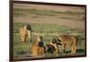 Baboon Family-DLILLC-Framed Photographic Print