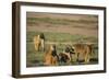 Baboon Family-DLILLC-Framed Photographic Print