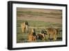 Baboon Family-DLILLC-Framed Photographic Print