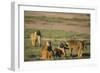 Baboon Family-DLILLC-Framed Photographic Print