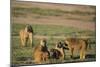 Baboon Family-DLILLC-Mounted Photographic Print