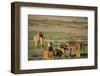 Baboon Family-DLILLC-Framed Photographic Print