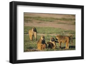 Baboon Family-DLILLC-Framed Photographic Print