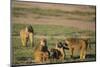 Baboon Family-DLILLC-Mounted Photographic Print