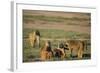 Baboon Family-DLILLC-Framed Photographic Print