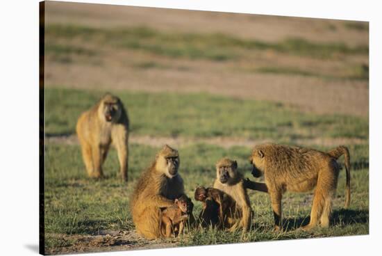 Baboon Family-DLILLC-Stretched Canvas