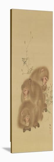 Baboon Family-null-Stretched Canvas
