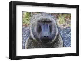 Baboon in Abijatta-Shalla Lakes National Park, Ethiopia-Keren Su-Framed Photographic Print