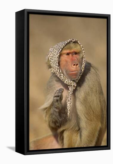 Baboon in Headscarf-DLILLC-Framed Stretched Canvas