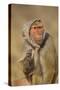 Baboon in Headscarf-DLILLC-Stretched Canvas