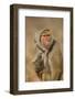 Baboon in Headscarf-DLILLC-Framed Photographic Print