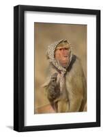 Baboon in Headscarf-DLILLC-Framed Photographic Print