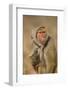 Baboon in Headscarf-DLILLC-Framed Photographic Print