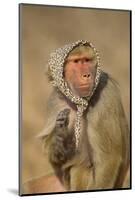 Baboon in Headscarf-DLILLC-Mounted Photographic Print