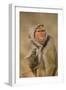 Baboon in Headscarf-DLILLC-Framed Photographic Print