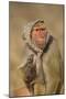 Baboon in Headscarf-DLILLC-Mounted Photographic Print