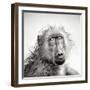 Baboon in Rain (Artistic Processing)-Johan Swanepoel-Framed Photographic Print