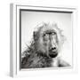 Baboon in Rain (Artistic Processing)-Johan Swanepoel-Framed Photographic Print